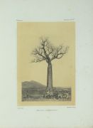 Histoire physique, naturelle et politique de Madagascar / publié par Alfred [et Guillaume] Grandidier [...] Histoire naturelle des plantes [...], ATLAS de PLANCHES SEUL
 par GRANDIDIER, Alfred (ed.) ; GRANDIDIER, Guillaume (ed.) ; BAILLON, Henri-Ernest (aut.) ; DRAKE del CASTILLO, Emmanuel (aut.).
 - Image 5
