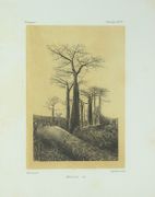 Histoire physique, naturelle et politique de Madagascar / publié par Alfred [et Guillaume] Grandidier [...] Histoire naturelle des plantes [...], ATLAS de PLANCHES SEUL
 par GRANDIDIER, Alfred (ed.) ; GRANDIDIER, Guillaume (ed.) ; BAILLON, Henri-Ernest (aut.) ; DRAKE del CASTILLO, Emmanuel (aut.).
 - Image 6