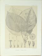 Histoire physique, naturelle et politique de Madagascar / publié par Alfred [et Guillaume] Grandidier [...] Histoire naturelle des plantes [...], ATLAS de PLANCHES SEUL
 par GRANDIDIER, Alfred (ed.) ; GRANDIDIER, Guillaume (ed.) ; BAILLON, Henri-Ernest (aut.) ; DRAKE del CASTILLO, Emmanuel (aut.).
 - Image 7