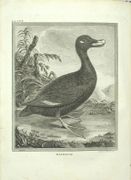 Voyage En Sibérie : Contenant Des Mœurs, Les Usages Des Russes, Et L'Etat Actuel De Cette Puissance ; La Description Géographique Et Le Nivellement De La Route De Paris a Tobolsk ; L'Histoire Naturelle De La Même Route, Des Observations Astronomiques, Et. ; des | Observations astronomiques, & des Expériences sur l’Electricité naturelle…
 par CHAPPE D'AUTEROCHE, Jean-Baptiste 
 - Image 5