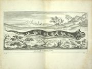 Voyage de Siam des pères jésuites, envoyez par le Roy aux Indes et à la Chine avec leurs observations astronomiques, et leurs remarques de physique, de géographie, d'hydrographie, & d'histoire                                                                                                                                                                                                                                                                       
 par TACHARD (père Guy)
 - Image 3