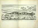 Voyage de Siam des pères jésuites, envoyez par le Roy aux Indes et à la Chine avec leurs observations astronomiques, et leurs remarques de physique, ...