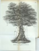 Briefe über Alexander von Humboldt’s Kosmos.
 par COTTA (Bernhard), SCHALLER (J.), WITTWER (B.C)
 - Image 4