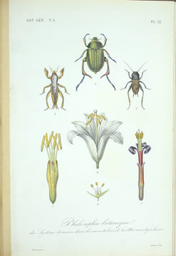Traité de botanique générale. Texte & Atlas
. HÉRINCQ (F.), GÉRARD (F.) et RÉVEIL (O).