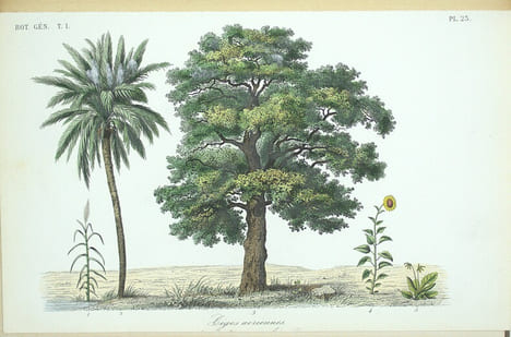 Traité de botanique générale. Texte & Atlas
. HÉRINCQ (F.), GÉRARD (F.) et RÉVEIL (O).