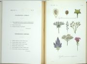 Traité de botanique générale. Texte & Atlas
 par HÉRINCQ (F.), GÉRARD (F.) et RÉVEIL (O). 
 - Image 7