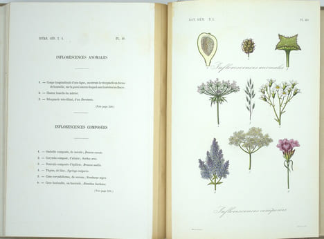Traité de botanique générale. Texte & Atlas
. HÉRINCQ (F.), GÉRARD (F.) et RÉVEIL (O).