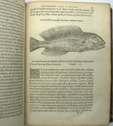 Les Observations de plusieurs singularitez et choses mémorables, trouvées en Grèce, Asie, Judée, Égypte, Arabie et autres pays étranges… Reveuës de nouveau et augmentées de figures. 
 par BELON (Pierre). 
 - Image 3