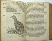 Les Observations de plusieurs singularitez et choses mémorables, trouvées en Grèce, Asie, Judée, Égypte, Arabie et autres pays étranges… Reveuës de nouveau et augmentées de figures. 
 par BELON (Pierre). 
 - Image 4