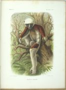 Histoire physique, naturelle et politique de Madagascar. Zoologie. 
 par GRANDIDIER (Alfred), MILNE EDWARDS (Alphonse)
 - Image 1