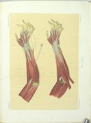 Histoire physique, naturelle et politique de Madagascar. Zoologie. 
 par GRANDIDIER (Alfred), MILNE EDWARDS (Alphonse)
 - Image 10