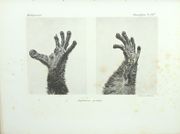 Histoire physique, naturelle et politique de Madagascar. Zoologie. 
 par GRANDIDIER (Alfred), MILNE EDWARDS (Alphonse)
 - Image 11