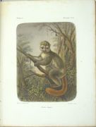 Histoire physique, naturelle et politique de Madagascar. Zoologie. 
 par GRANDIDIER (Alfred), MILNE EDWARDS (Alphonse)
 - Image 4