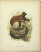 Histoire physique, naturelle et politique de Madagascar. Zoologie. 
 par GRANDIDIER (Alfred), MILNE EDWARDS (Alphonse)
 - Image 5