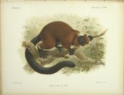 Histoire physique, naturelle et politique de Madagascar. Zoologie. 
 par GRANDIDIER (Alfred), MILNE EDWARDS (Alphonse)
 - Image 6