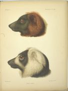 Histoire physique, naturelle et politique de Madagascar. Zoologie. 
 par GRANDIDIER (Alfred), MILNE EDWARDS (Alphonse)
 - Image 7