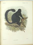 Histoire physique, naturelle et politique de Madagascar. Zoologie. 
 par GRANDIDIER (Alfred), MILNE EDWARDS (Alphonse)
 - Image 8