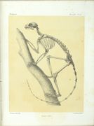 Histoire physique, naturelle et politique de Madagascar. Zoologie. 
 par GRANDIDIER (Alfred), MILNE EDWARDS (Alphonse)
 - Image 9