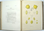 Traité de botanique générale. Atlas iconographique du tome deuxième seul
 par HÉRINCQ (F.), GÉRARD (F.) et RÉVEIL (O). 
 - Image 3