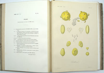 Traité de botanique générale. Atlas iconographique du tome deuxième seul
