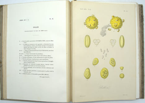 Traité de botanique générale. Atlas iconographique du tome deuxième seul
. HÉRINCQ (F.), GÉRARD (F.) et RÉVEIL (O).