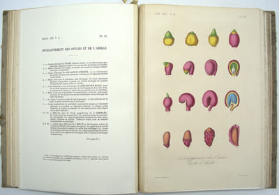Traité de botanique générale. Atlas iconographique du tome deuxième seul
