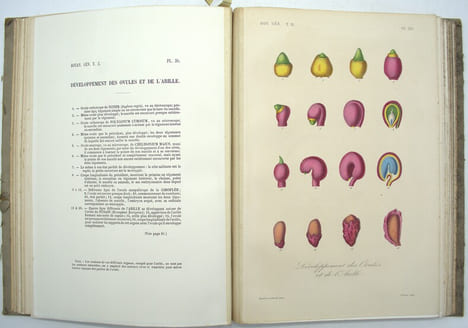 Traité de botanique générale. Atlas iconographique du tome deuxième seul
. HÉRINCQ (F.), GÉRARD (F.) et RÉVEIL (O).