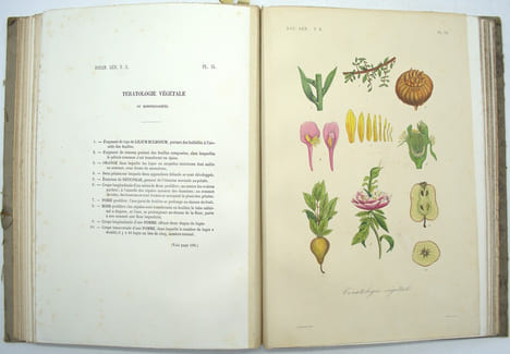 Traité de botanique générale. Atlas iconographique du tome deuxième seul
. HÉRINCQ (F.), GÉRARD (F.) et RÉVEIL (O).