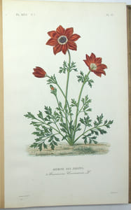 Flore Médicinale Usuelle et Industrielle du XIXe siècle, Atlas iconographique du tome 1 & 2
