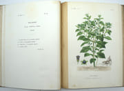 Flore Médicinale Usuelle et Industrielle du XIXe siècle, Atlas iconographique du tome 1 & 2
 par DUPUIS (A), RÉVEIL (O), BAILLON (Docteur). 
 - Image 5