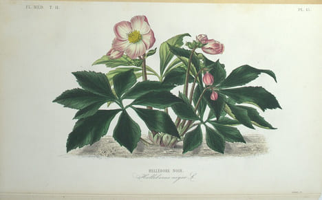 Flore Médicinale Usuelle et Industrielle du XIXe siècle, Atlas iconographique du tome 1 & 2
. DUPUIS (A), RÉVEIL (O), BAILLON (Docteur).