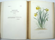 Flore Médicinale Usuelle et Industrielle du XIXe siècle, Atlas iconographique du tome 1 & 2
 par DUPUIS (A), RÉVEIL (O), BAILLON (Docteur). 
 - Image 8