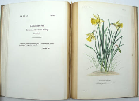 Flore Médicinale Usuelle et Industrielle du XIXe siècle, Atlas iconographique du tome 1 & 2
. DUPUIS (A), RÉVEIL (O), BAILLON (Docteur).