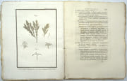 Essais sur les Isles Fortunées et l'Antique Atlantide, ou Précis de l'histoire générale de l'Archipel des Canaries.
 par BORY DE SAINT-VINCENT (Jean-Baptiste)
 - Image 5