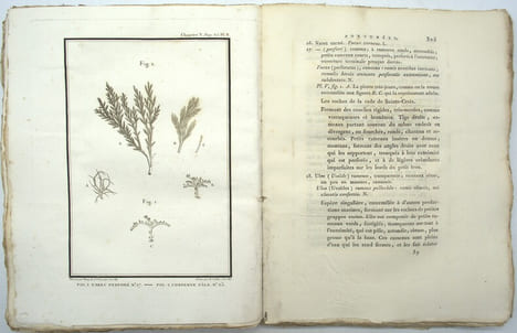 Essais sur les Isles Fortunées et l'Antique Atlantide, ou Précis de l'histoire générale de l'Archipel des Canaries.
. BORY DE SAINT-VINCENT ...