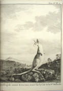 Relation Des Voyages Entrepris […] Pour Faire Des Découvertes Dans L’hémisphère Méridional, et successivement exécutés par le Commodore Byron, le Capitaine Carteret, le Capitaine Wallis & le Capitaine Cook, dans les vaisseaux le Dauphin, le Swallow & l'Endeavour ...
 par COOK, CARTERET, BYRON, WALLIS, HAWKESWORTH
 - Image 8