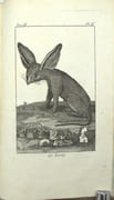 Voyage au Cap de Bonne-Espérance, et autour du monde avec le capitaine Cook. et principalement dans les pays des Hottentots et des Caffres.

 par SPARRMAN, André.

 - Image 7