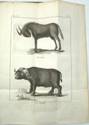 Voyage au Cap de Bonne-Espérance, et autour du monde avec le capitaine Cook. et principalement dans les pays des Hottentots et des Caffres.

 par SPARRMAN, André.

 - Image 8