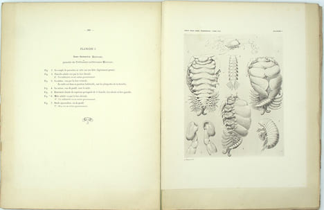 Contribution A L'étude Des Épicarides, Les Bopyridae
. BONNIER (Jules)
