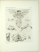 Contribution A L'étude Des Épicarides, Les Bopyridae
 par BONNIER (Jules)
 - Image 3