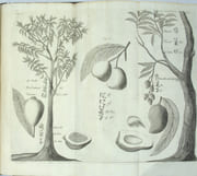 Relations de divers voyages curieux qui n'ont pas été publiées ou qui ont été traduites d'Hacluyt, de Purchas et d'autres voyageurs. 
 par THEVENOT (Melchisédech). 
 - Image 8
