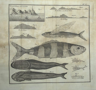 Histoire d'un voyage aux Isles Malouines, fait en 1763 & 1764 ; avec des observations sur le Détroit de Magellan, et sur les Patagons.

