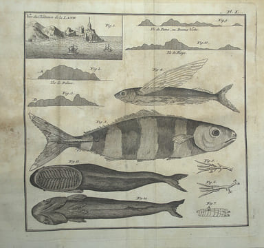 Histoire d'un voyage aux Isles Malouines, fait en 1763 & 1764 ; avec des observations sur le Détroit de Magellan, et sur les Patagons.
. PERNETTY, ...