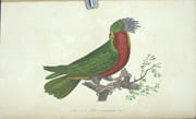 Voyage autour du monde entrepris par ordre du gouvernement sur la corvette la Coquille.

 par LESSON (René-Primevère)
 - Image 3