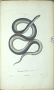 Voyage autour du monde par les mers de l'Inde et de la Chine exécuté sur la corvette de l'État la Favorite pendant les années 1830, 1831, et 1832. par LAPLACE (Cyrille Pierre Théodore). - Image 12