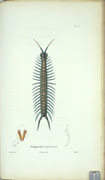 Voyage autour du monde par les mers de l'Inde et de la Chine exécuté sur la corvette de l'État la Favorite pendant les années 1830, 1831, et 1832. par LAPLACE (Cyrille Pierre Théodore). - Image 14