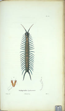 Voyage autour du monde par les mers de l'Inde et de la Chine exécuté sur la corvette de l'État la Favorite pendant les années 1830, 1831, et 1832.
. ...
