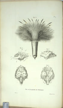 Voyage autour du monde par les mers de l'Inde et de la Chine exécuté sur la corvette de l'État la Favorite pendant les années 1830, 1831, et 1832.
. ...
