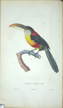 Voyage autour du monde par les mers de l'Inde et de la Chine exécuté sur la corvette de l'État la Favorite pendant les années 1830, 1831, et 1832.
. ...