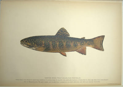 American food and game fishes. A popular acccount of all the species found in America North of the equator, with keys for ready identification, life histories and methods of capture 
